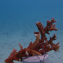 母の日のプレゼント 結婚祝い 沖縄の海と縁起の良い珊瑚のタンブラー 青色×純白<名入れ対応>【ギフトボックス付】 10枚目の画像