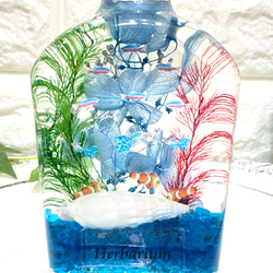 アクアハーバリウム  熱帯魚 ①  ウイスキーボトル 3枚目の画像