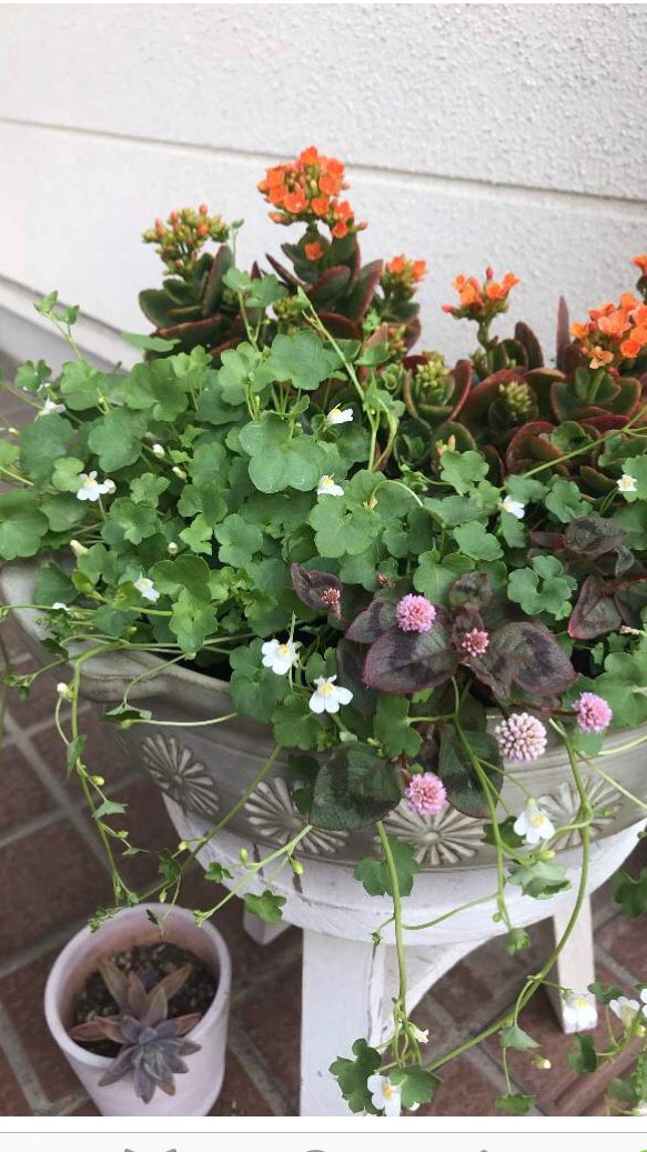ツタバウンラン（シンバラリア）✨ レア❣️な白花の種 だいたい100粒 
