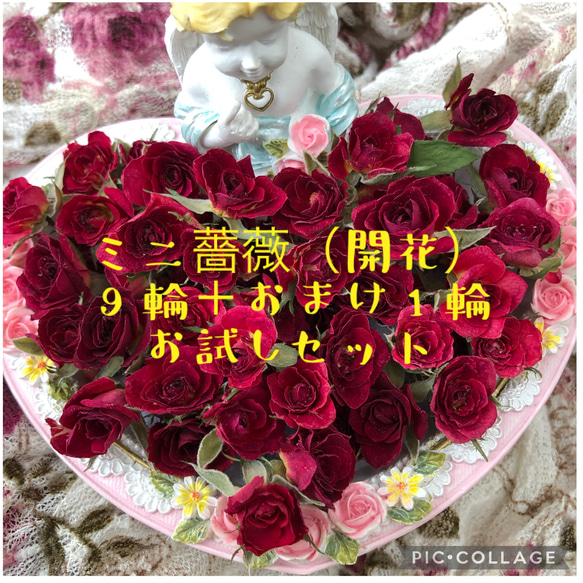 ミニ薔薇（開花）ドライフラワー★9輪セット+おまけ1輪付き★少量お試しセット★ 1枚目の画像