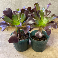 多肉植物 アエオニウム カシミヤバイオレット 2ポットset 多肉植物
