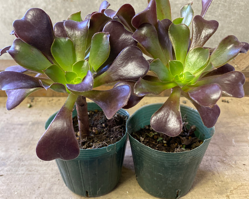 多肉植物 アエオニウム カシミヤバイオレット 2ポットset 多肉植物