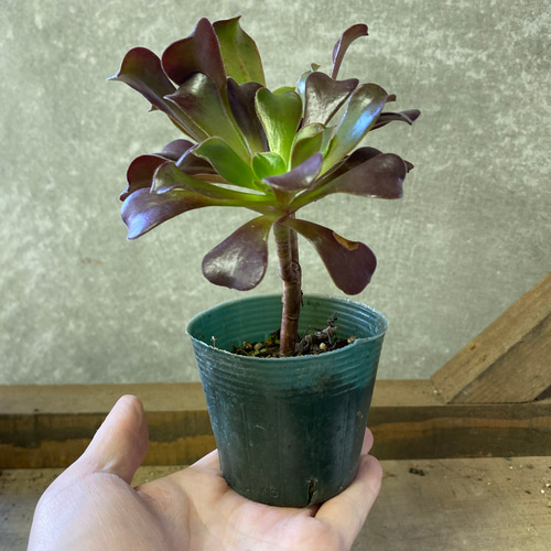 多肉植物 アエオニウム カシミヤバイオレット 2ポットset 多肉植物