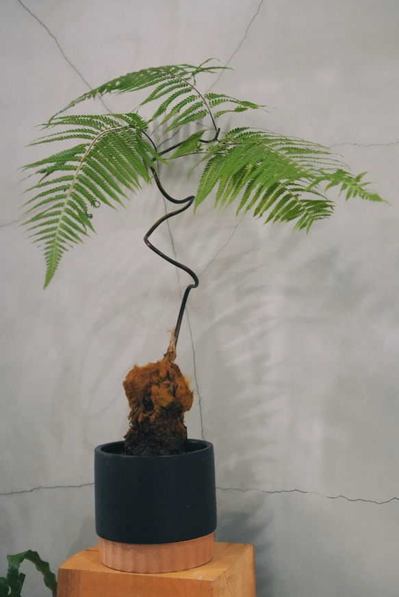 【観葉植物】希少ゴールデンチャウチャウ受皿付 Amazon｜タカワラビ：ゴールデンチャウチャウ（キンモウコウ） 3号