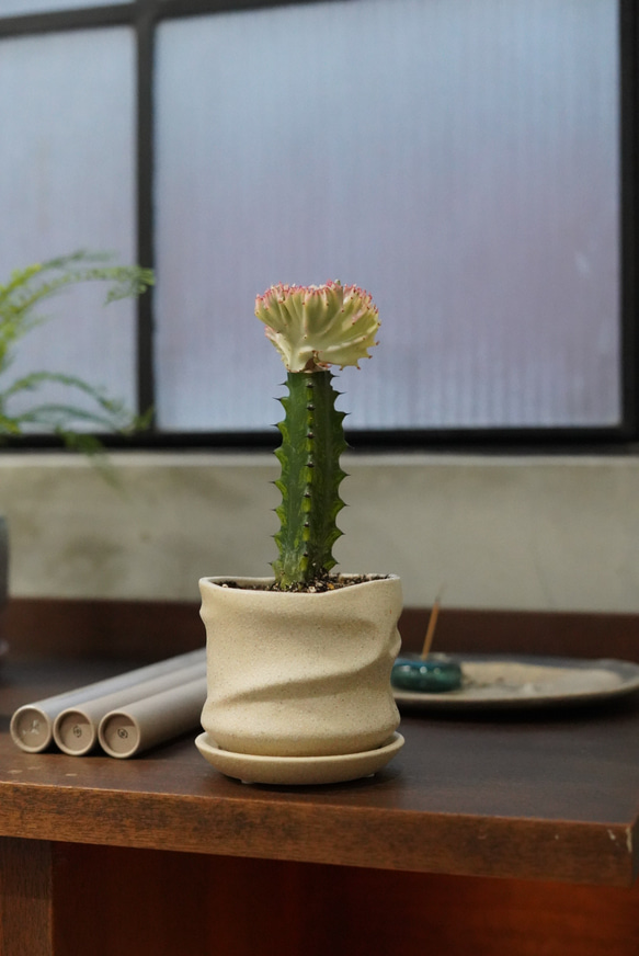マハラジャ サボテン 観葉植物 現品 鉢こみ その他インテリア