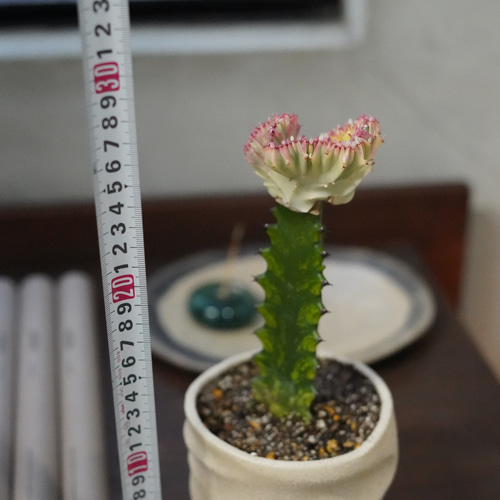 マハラジャ サボテン 観葉植物 現品 鉢こみ その他インテリア