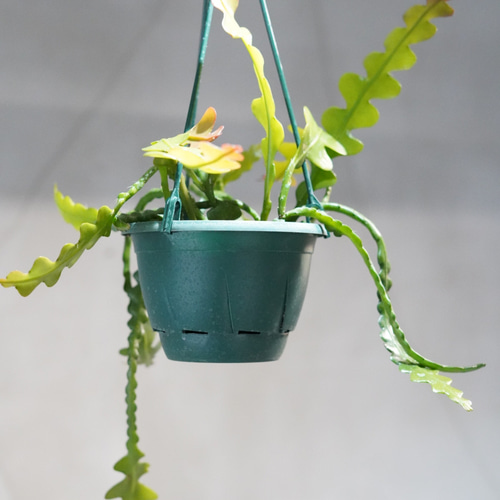 フィッシュボーンカクタス 観葉植物 吊り下げ その他インテリア雑貨