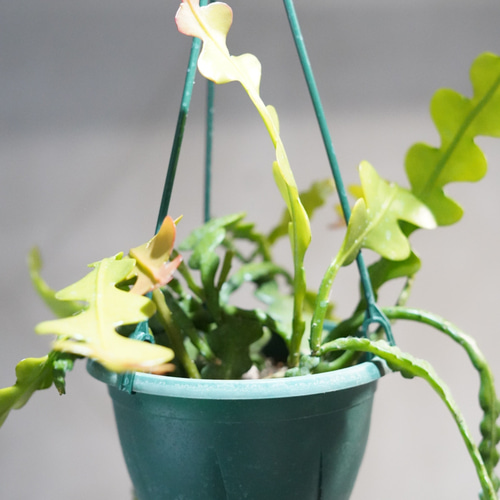 フィッシュボーンカクタス 観葉植物 吊り下げ その他インテリア雑貨