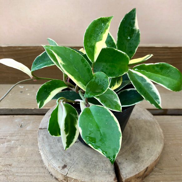 お礼や感謝伝えるプチギフト 観葉植物 ホヤ カルノーサ リップカラー アートフラワー plant フラワー・ガーデニング