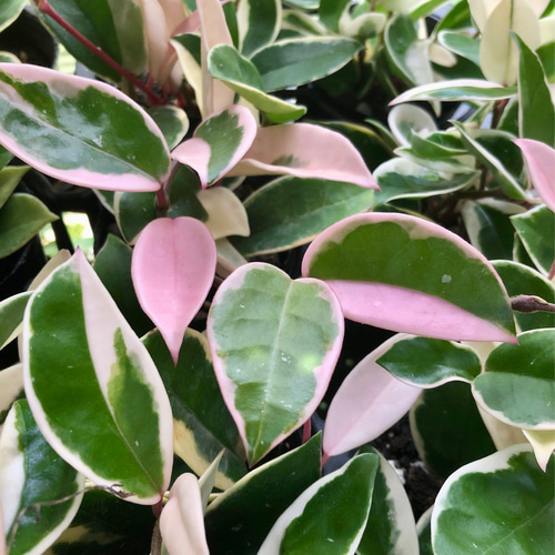 観葉植物 ホヤ カルノーサ リップカラー アートフラワー plant life