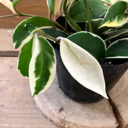 観葉植物 ホヤ カルノーサ リップカラー アートフラワー plant
