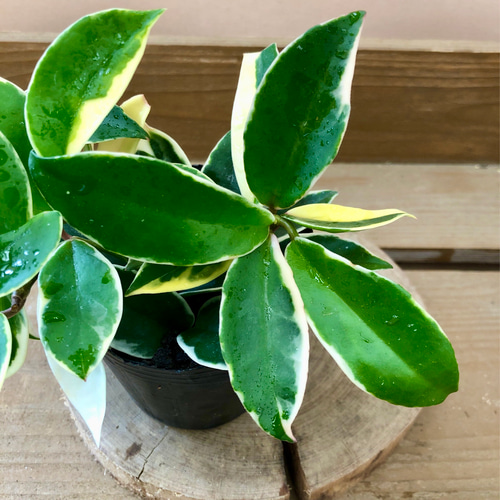 観葉植物 ホヤ カルノーサ リップカラー アートフラワー plant