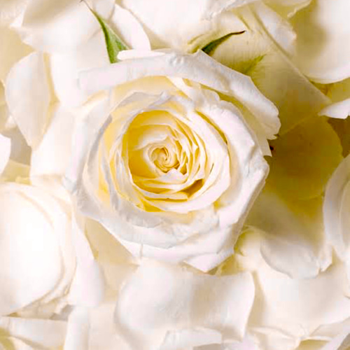 有機（USDAオーガニック）ブルガリアンアルバローズオットー3ml その他