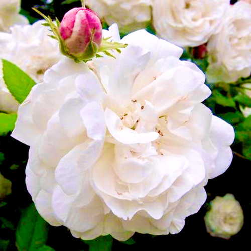 有機（USDAオーガニック）ブルガリアンアルバローズオットー3ml その他