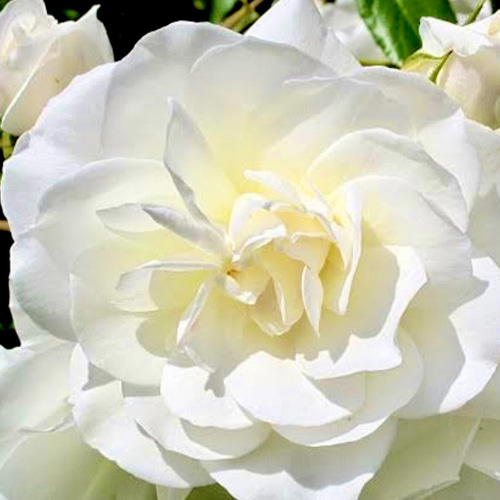 有機（USDAオーガニック）ブルガリアンアルバローズオットー3ml その他