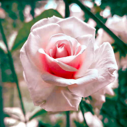 有機（USDAオーガニック）ブルガリアンアルバローズオットー3ml その他