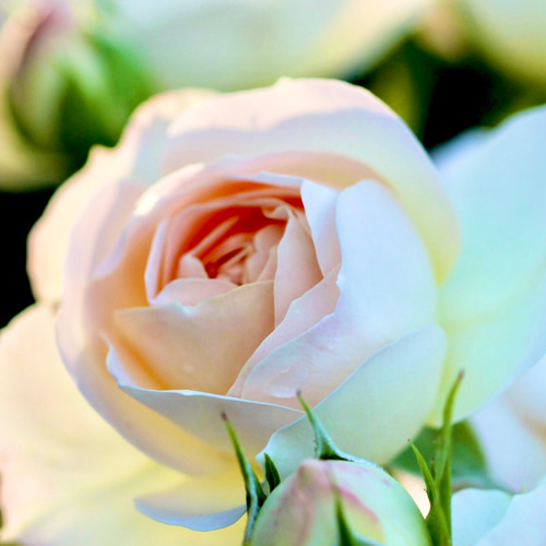 有機（USDAオーガニック）ブルガリアンアルバローズオットー3ml その他