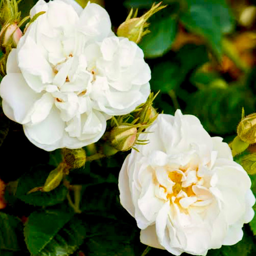 有機（USDAオーガニック）ブルガリアンアルバローズオットー3ml その他