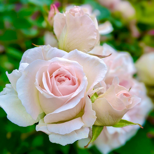 有機（USDAオーガニック）ブルガリアンアルバローズオットー3ml その他