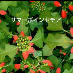 サマーポインセチア♡抜き苗 8〜20苗くらい 多肉植物 黄色いスコップ