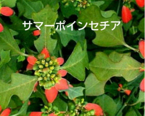 サマーポインセチア♡抜き苗 8〜20苗くらい 多肉植物 黄色いスコップ