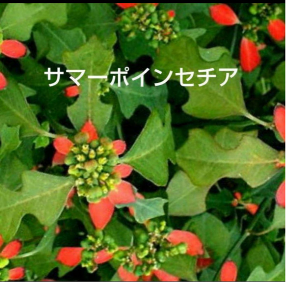 サマーポインセチア♡抜き苗 8〜20苗くらい 多肉植物 黄色いスコップ