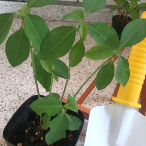 サマーポインセチア♡抜き苗 8〜20苗くらい 多肉植物 黄色いスコップ