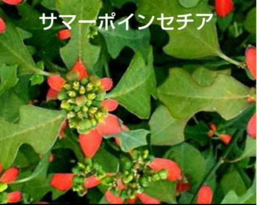 サマーポインセチア(ФωФ)ネコポス 抜き苗 50苗以上 サマーポインセチア種♡100粒以上 多肉植物 5/28~6/2お休み黄色い