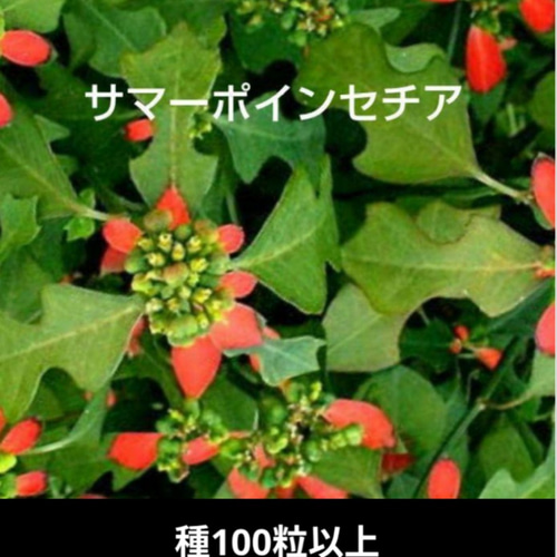 サマーポインセチア(ФωФ)ネコポス 抜き苗 50苗以上 サマーポインセチア種♡100粒以上 多肉植物 5/28~6/2お休み黄色い