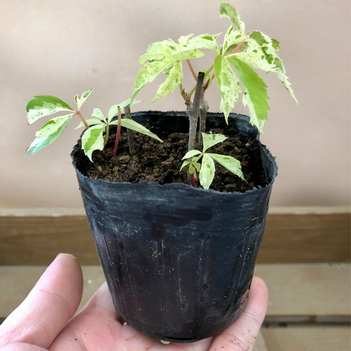 斑入り ヘンリーズタ ポット苗