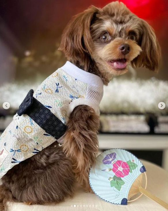 ♡♡ぷるぷる♡♡様❤️秋冬お洋服♡お帽子♡ハンドメイド犬