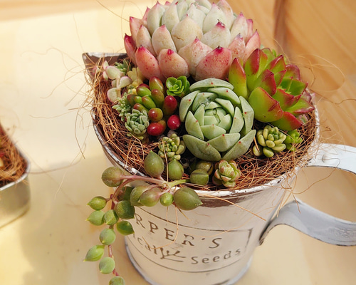 ★多肉植物　寄せ植え〜コロンとブリキ寄せ〜そのまま飾れます(*^▽^*) 0c2def92ab801bfa2dd32a68f6afc5
