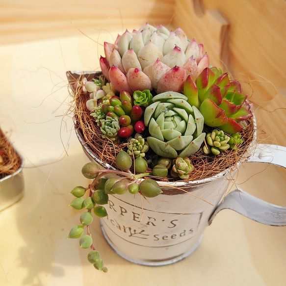 ★多肉植物　寄せ植え〜ブリキピック寄せ　白　〜そのまま飾れます(*≧∀≦*)★ ♡そのまま飾れる♡ブリキカップ♬可愛い多肉植物寄せ植え