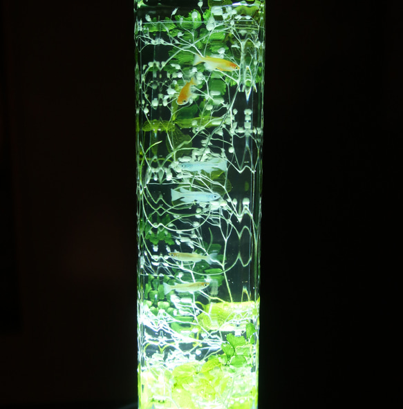 植物ノ瓶詰メ標本Collection（ハーバリウム）　【手のひら水槽：メダカ】 6枚目の画像