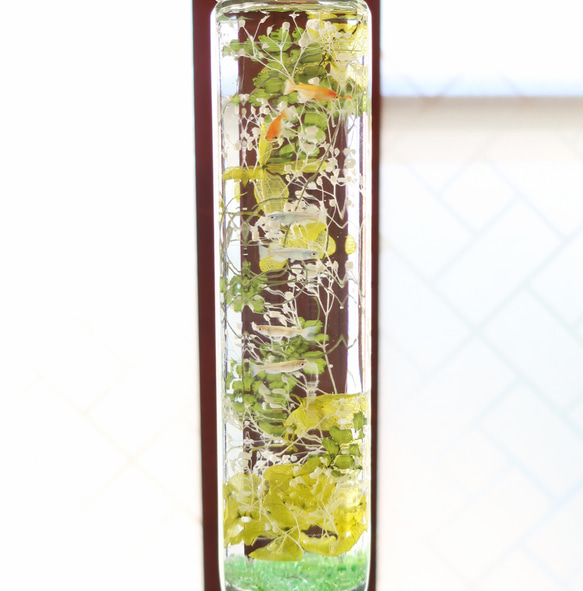 植物ノ瓶詰メ標本Collection（ハーバリウム）　【手のひら水槽：メダカ】 4枚目の画像