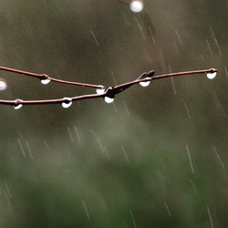 雨粒ピアス (揺れる) 。。。（フックピアス、イヤリング、ノンホールピアス ）　　雨粒　ガラス 7枚目の画像