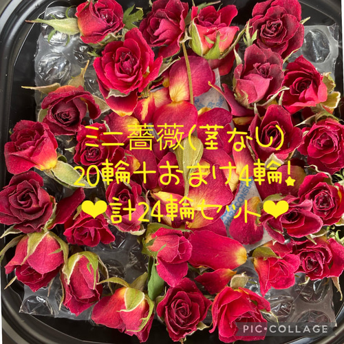 ☆ミニ薔薇（茎数ミリ〜茎なし）ドライフラワー☆20輪セット+おまけ4輪