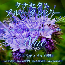 タナセタム(ブルータンジー)精油5ml その他素材 EarthshareAroma 通販