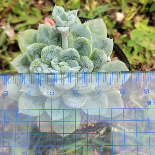 エルサ 多肉植物 エケベリア その他インテリア雑貨 多肉のたかだ 通販