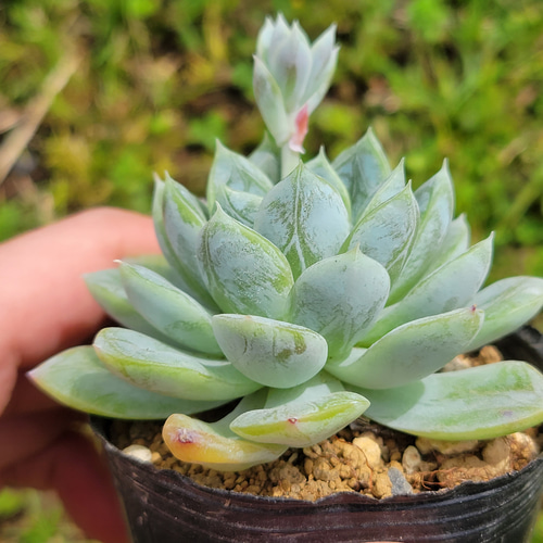 エルサ 多肉植物 エケベリア その他インテリア雑貨 多肉のたかだ 通販