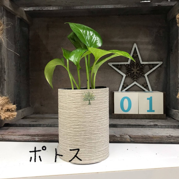 プランツポットＳサイズ　（取り換え用観葉植物）　観葉植物　ネオコール　ハイドロカルチャー　観葉植物 7枚目の画像