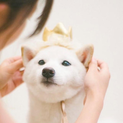 ＜生地をリニューアル！＞"Little princess ⭐︎ " 犬用アクセサリー ♪ 《大人気item》ティアラ　王 10枚目の画像