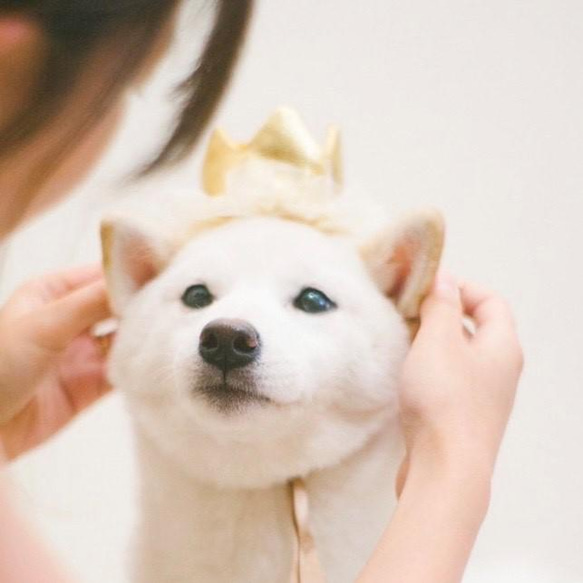 ＜生地をリニューアル！＞"Little princess ⭐︎ " 犬用アクセサリー ♪ 《大人気item》ティアラ　王 10枚目の画像