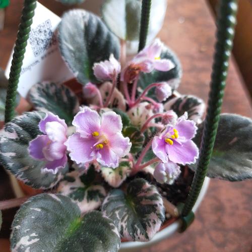 ミニセントポーリア☆SPRINGフェア 一輪挿し・花瓶・花器