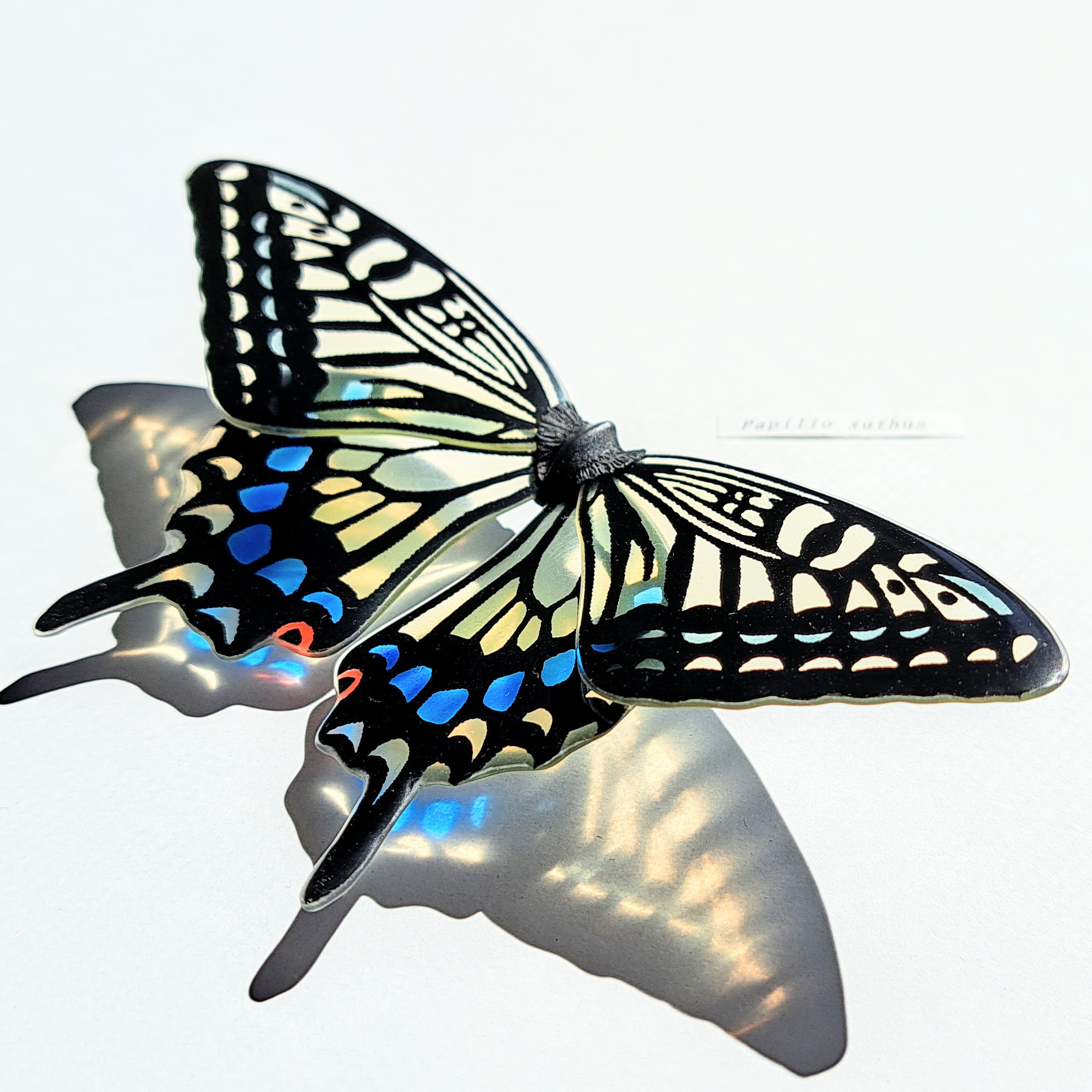 【アンティーク】蝶の羽でつくられた壁飾り【50年物】 アンティーク】蝶の羽でつくられた壁飾り【50年物】