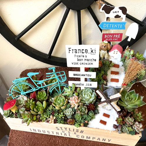 そのまま飾れる多肉植物寄せ植え 自転車 管理書付 そのまま飾れる多肉