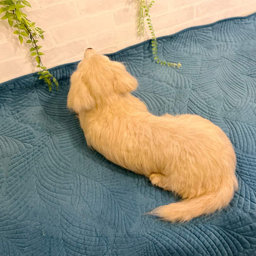 オーダー 犬♡ダックス 世界でたったひとつ♡羊毛フェルト♡ミニチュア