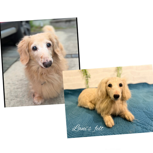 オーダー 犬♡ダックス 世界でたったひとつ♡羊毛フェルト♡ミニチュア