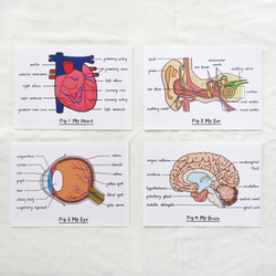 心底話 / 生物學心臟明信片 器官解剖圖 第4張的照片