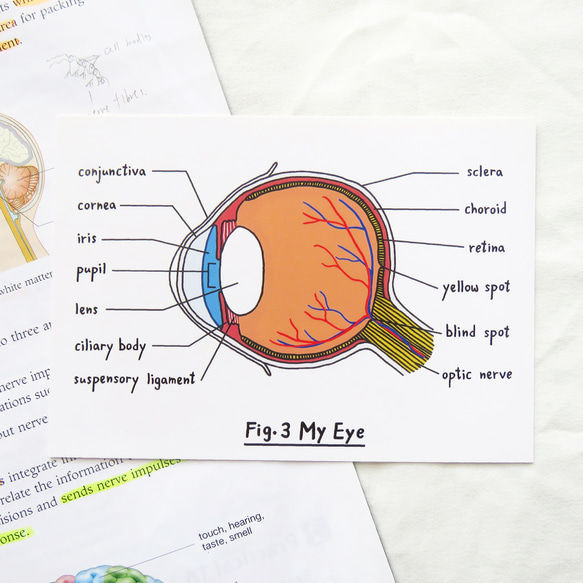 よくお読みください / 生物の目 ハガキ 臓器解剖図 1枚目の画像